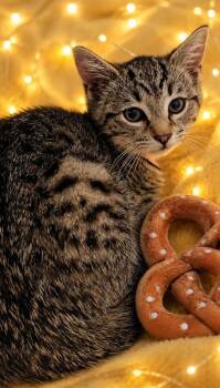 Domestic Short Hair Cats Available for Adoption in Washington Court House, Ohio - Pretzel | PetCurious