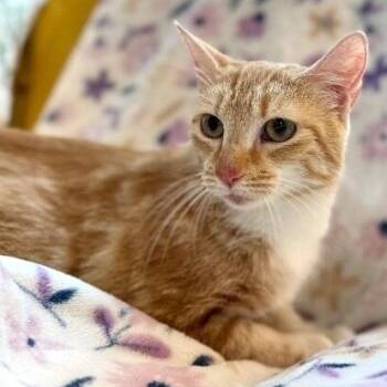 Avril Taylor -  Tabby and Domestic Short Hair Cat for Adoption in Friendswood, Texas - Avril Taylor | PetCurious