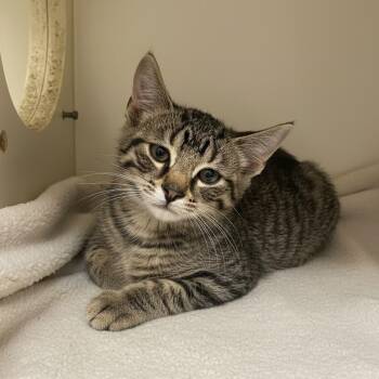 Malinar 3 -  Domestic Short Hair Cat for Adoption in Elyria, Ohio - Malinar 3 | PetCurious
