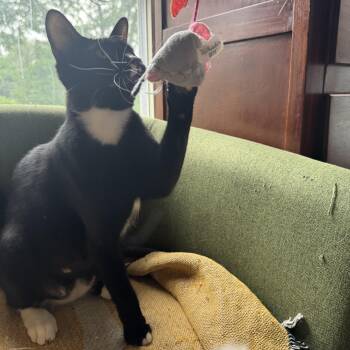 ROSIE -  Domestic Short Hair Cat for Adoption in Syracuse, New York - ROSIE | PetCurious