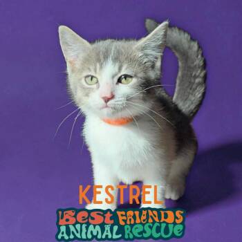 Kestrel -  Domestic Short Hair Cat for Adoption in Wasilla, Alaska - Kestrel | PetCurious