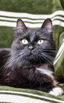 Domestic Short Hair Cats Available for Adoption in Yakima, Washington - Jolene | PetCurious