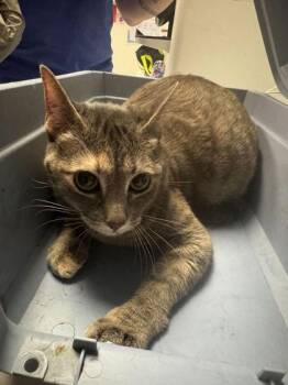 Domestic Short Hair Cats Available for Adoption in Kansas City, Missouri - Duster | PetCurious