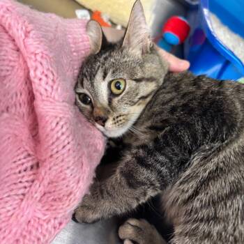 Domestic Short Hair Cats Available for Adoption - Squeaks | PetCurious