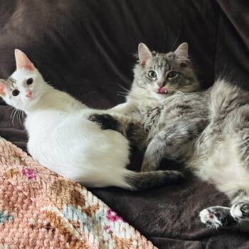 Domestic Long Hair Cats Available for Adoption in Lucas, Texas - Elven And Rini  | PetCurious