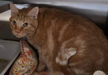 Flynn -  American Shorthair and Domestic Short Hair Cat for Adoption in Staley, North Carolina - Flynn | PetCurious