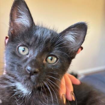 Marshy -  Domestic Short Hair Cat for Adoption in Antioch, California - Marshy | PetCurious