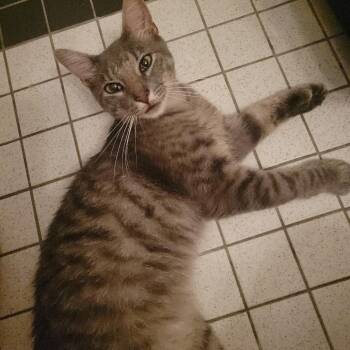 Leland -  Domestic Short Hair Cat for Adoption in New York, New York - Leland | PetCurious