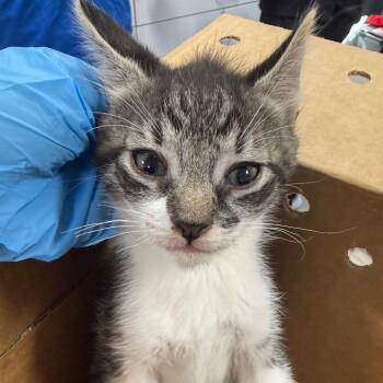 Hennessy -  Domestic Short Hair Cat for Adoption in Newark, New Jersey - Hennessy | PetCurious