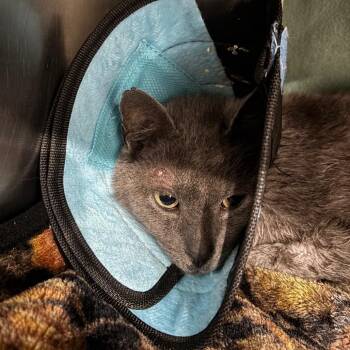 Domestic Short Hair Cats Available for Adoption in Fairmont, West Virginia - Bill | PetCurious