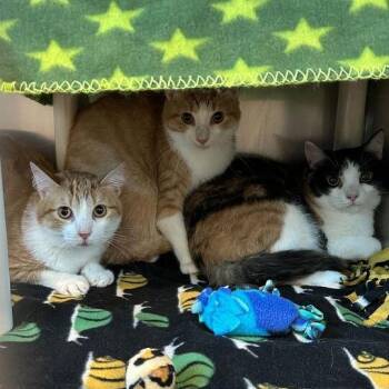 Lorraine -  Domestic Short Hair Cat for Adoption in Matteson, Illinois - Lorraine | PetCurious