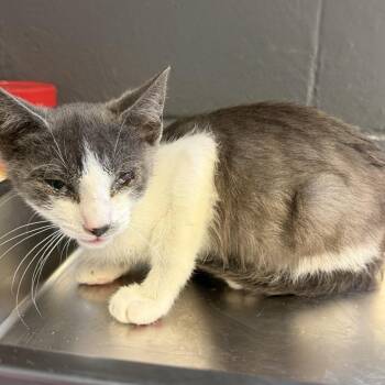 TUSC-Stray-84922_2 -  Domestic Short Hair Cat for Adoption in Tuscaloosa, Alabama - TUSC-Stray-84922_2 | PetCurious