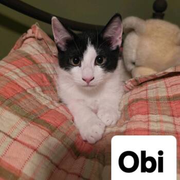 Obi...making Friends One Belly Rub at a Time -  Domestic Short Hair Cat for Adoption in Murfreesboro, Tennessee - Obi...making Friends One Belly Rub At A Time | PetCurious