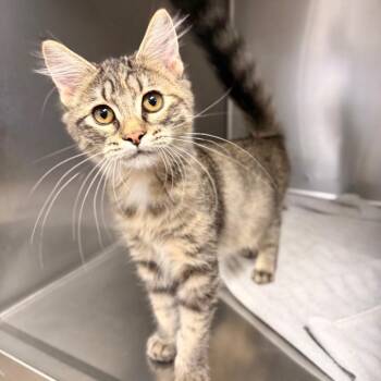 Doris -  Domestic Medium Hair Cat for Adoption in Spokane, Washington - Doris | PetCurious