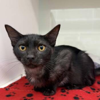 Doakes -  Domestic Short Hair Cat for Adoption in Beaumont, Texas - Doakes | PetCurious