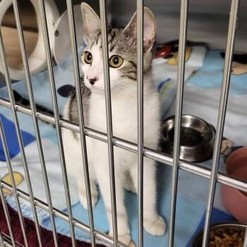 Noel 24104 -  Domestic Short Hair Cat for Adoption in Middleburg, Florida - Noel 24104 | PetCurious