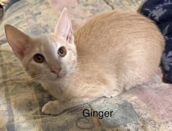 Ginger -  Domestic Medium Hair Cat for Adoption in Safety Harbor, Florida - Ginger | PetCurious