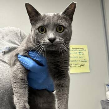 Domestic Short Hair Cats Available for Adoption in Concord, North Carolina - Agatha | PetCurious