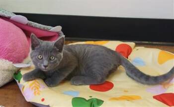 BOO BOO -  Domestic Short Hair Cat for Adoption in Santa Clara, California - BOO BOO | PetCurious