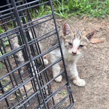 Sandy -  Domestic Short Hair Cat for Adoption in Columbus, Georgia - Sandy | PetCurious