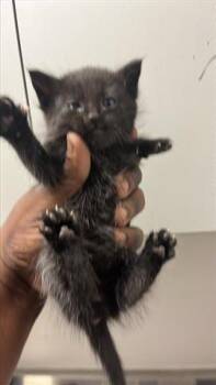 Domestic Short Hair Cats Available for Adoption in Houston, Texas - A654837 | PetCurious