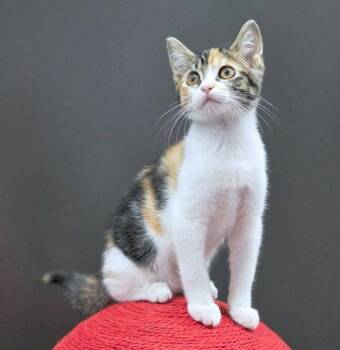 Jubilee -  Calico and Tabby Cat for Adoption in Anaheim, California - Jubilee | PetCurious