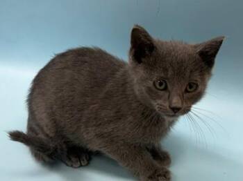 Coal -  Domestic Short Hair Cat for Adoption in Woodbury, Minnesota - Coal | PetCurious