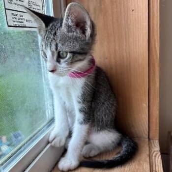 Violet Woodville -  Tabby and Domestic Short Hair Cat for Adoption in Friendswood, Texas - Violet Woodville | PetCurious