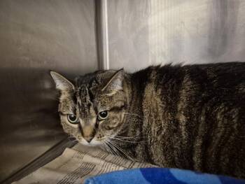 BELLA -  Domestic Short Hair Cat for Adoption in Hagerstown, Maryland - BELLA | PetCurious