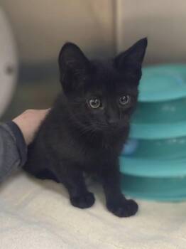 Metallicat -  Domestic Short Hair Cat for Adoption in Westland, Michigan - Metallicat | PetCurious