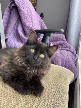 Domestic Long Hair Cats Available for Adoption in Ottawa, Ontario - Pia | PetCurious