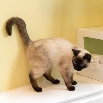 Cee Cee -  Domestic Short Hair Cat for Adoption in Mckean, Pennsylvania - Cee Cee | PetCurious