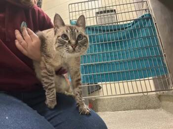 Rescue Domestic Short Hair Cats for Adoption in Boston, Massachusetts - CHELSO | PetCurious