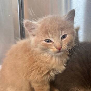 Underoath -  Domestic Short Hair Cat for Adoption in Lynchburg, Virginia - Underoath | PetCurious