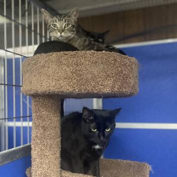 Me-Mow -  Domestic Short Hair Cat for Adoption in Holly, Michigan - Me-Mow | PetCurious