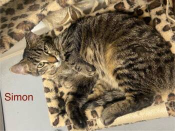 Domestic Short Hair Cats Available for Adoption - Simon | PetCurious