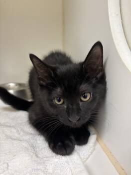 THUMBELINA -  Domestic Short Hair Cat for Adoption in Texas City, Texas - THUMBELINA | PetCurious