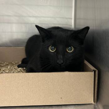 Domestic Short Hair Cats Available for Adoption in Newark, New Jersey - Cedar | PetCurious