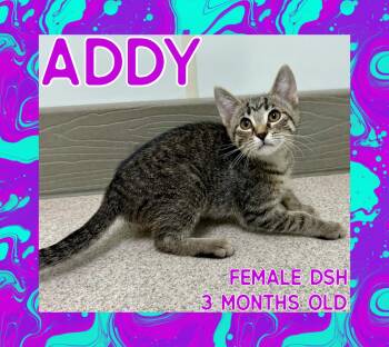 Rescue Domestic Short Hair Cats for Adoption in Danville, Indiana - Addy | PetCurious