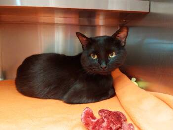 Domestic Short Hair Cats Available for Adoption in Liberty, Missouri - Fig | PetCurious