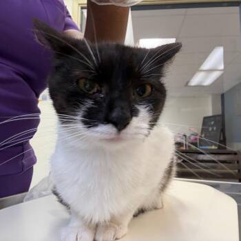 Finley -  Domestic Short Hair Cat for Adoption in Newark, New Jersey - Finley | PetCurious