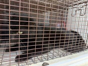 Domestic Short Hair Cats Available for Adoption - A651867 | PetCurious