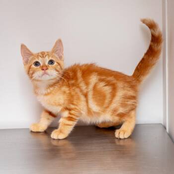 Idaho -  Domestic Short Hair Cat for Adoption in Hattiesburg, Mississippi - Idaho | PetCurious