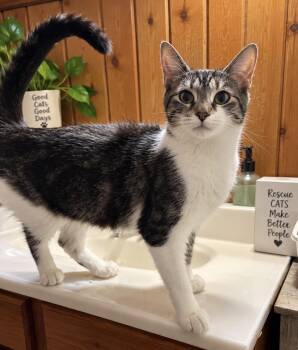 Mrs purr -  Domestic Medium Hair Cat for Adoption in Akron, Ohio - Mrs Purr | PetCurious