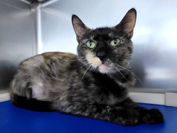 Rescue Domestic Short Hair Cats for Adoption in Hornell, New York - Taylor | PetCurious