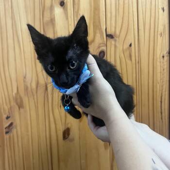 Little Tom -  Domestic Short Hair Cat for Adoption in Waco, Texas - Little Tom | PetCurious