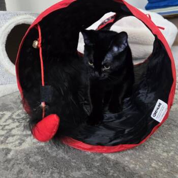 Cadbury -  Domestic Short Hair Cat for Adoption in Bismarck, North Dakota - Cadbury | PetCurious