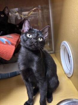 Microwave -  Domestic Short Hair Cat for Adoption in Fort Collins, Colorado - Microwave | PetCurious