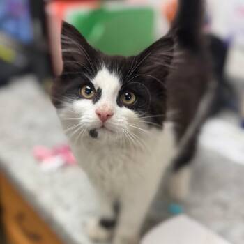 The Last Capri Sun -  Domestic Long Hair Cat for Adoption in York, Pennsylvania - The Last Capri Sun | PetCurious