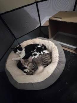 Rescue Domestic Short Hair Cats for Adoption in Denver, Colorado - Junior | PetCurious